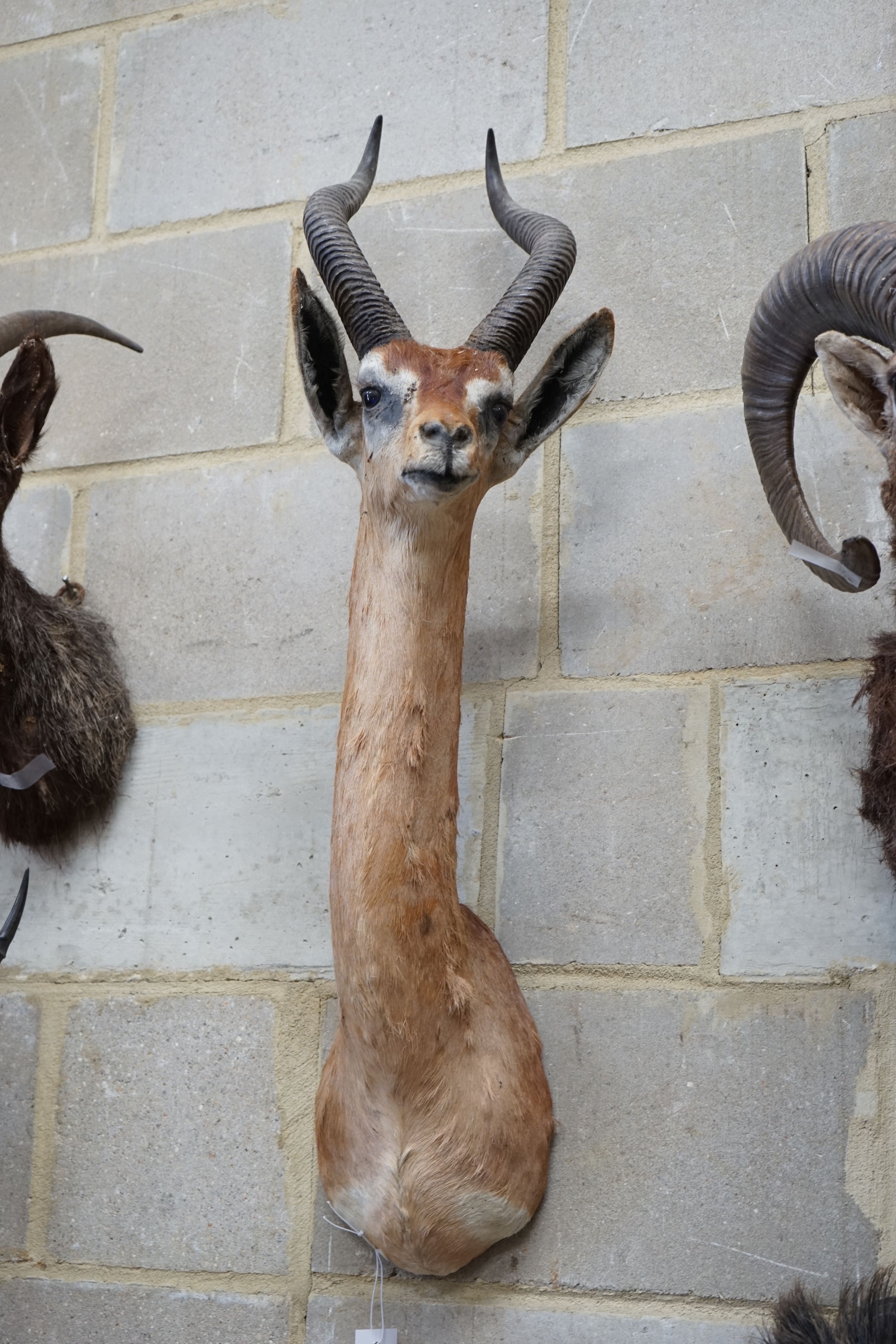 Taxidermy: A mounted Dibatag mask, approximately 93 cm high